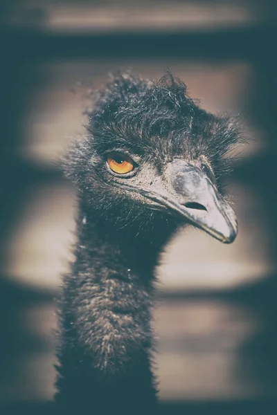 Parque Austrália Pássaro Emu Livre Fundo — Fotografia de Stock