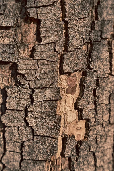Streszczenie tekstura powierzchni drzewa jak tło — Zdjęcie stockowe
