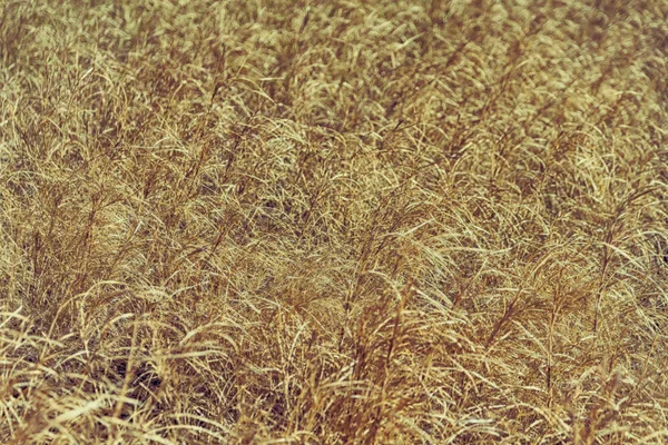 Abstrakcyjna Faktura Żółtej Trawy Jak Jesienna Koncepcja — Zdjęcie stockowe
