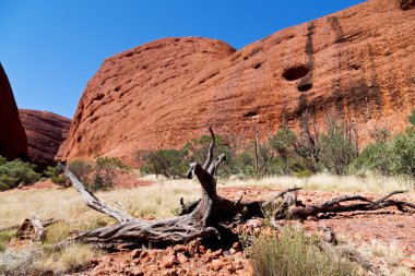 Avustralya outback Kanyon ve ölü ağacın yanında dağ doğa