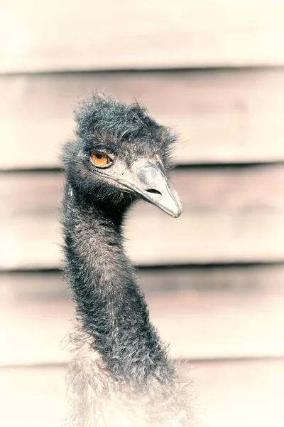 No parque da Austrália o pássaro emu livre — Fotografia de Stock