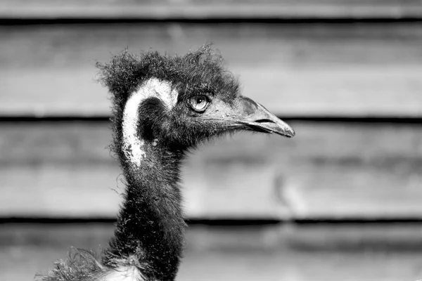 Park Von Australien Der Freie Emu Vogel Und Der Hintergrund — Stockfoto