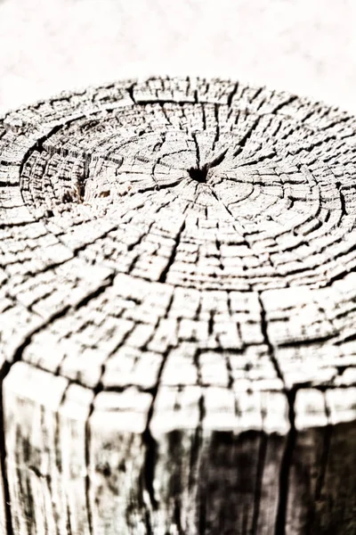 yüzey ağaç arka plan tahıl gibi soyut doku