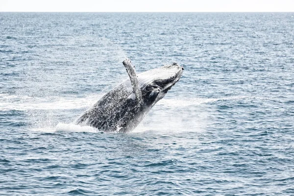 Austrália Uma Baleia Livre Oceano Como Conceito Liberdade — Fotografia de Stock