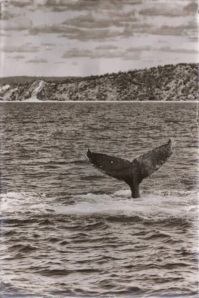 Austrália Uma Baleia Livre Oceano Como Conceito Liberdade — Fotografia de Stock