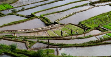 Banaue Unesco sitesinden pirinç elde etmek için Filipinler teras sahasında bulanıklık