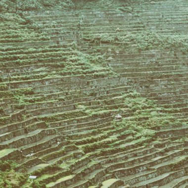 Banaue Unesco sitesinden pirinç elde etmek için Filipinler teras sahasında bulanıklık