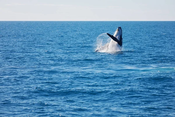 Australii Wolna Wieloryby Oceanie Jak Pojęcie Wolności — Zdjęcie stockowe