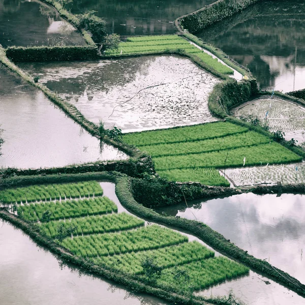 Rozmycie Polu Tarasowym Philippines Upraw Ryżu Witryny Banaue Unesco — Zdjęcie stockowe