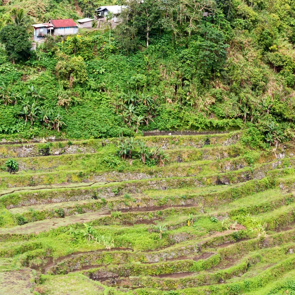 Vervaging Filippijnen Terras Veld Voor Teelt Van Rijst Van Banaue — Stockfoto