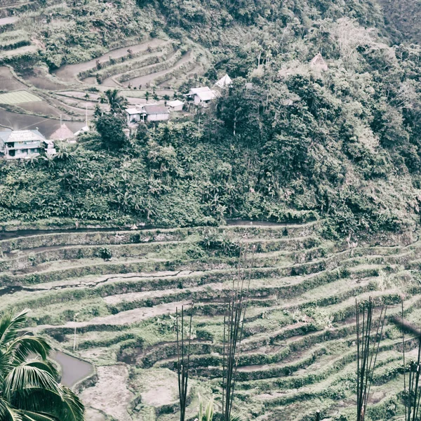 Sfocatura Filippini Campo Terrazza Coltivazione Riso Dal Sito Banaue Unesco — Foto Stock