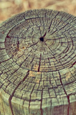 yüzey ağaç arka plan tahıl gibi soyut doku