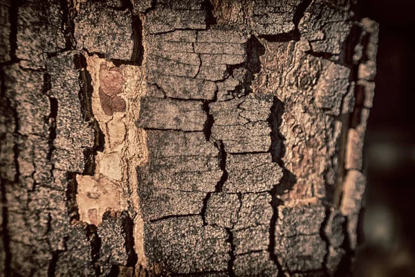 Textura Abstrata Uma Árvore Superfície Como Grão Fundo — Fotografia de Stock