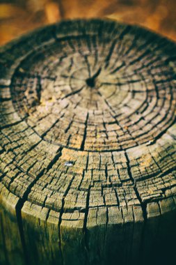 yüzey ağaç arka plan tahıl gibi soyut doku