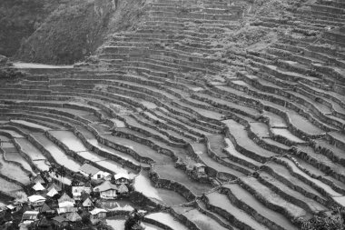 Banaue Unesco sitesinden pirinç elde etmek için Filipinler teras sahasında bulanıklık