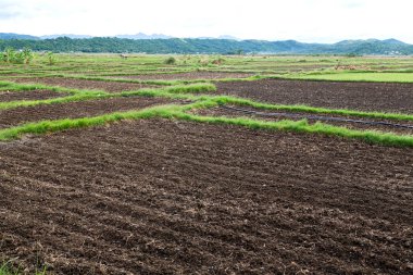   coultivation pirinç Teras alanı   