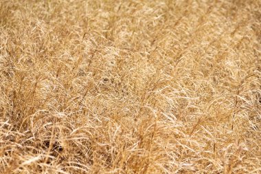 Sonbahar konsepti gibi sarı bir çimenin soyut dokusu