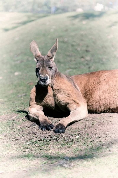 Australia Parque Natural Cerca Del Canguro Cerca Arbusto —  Fotos de Stock