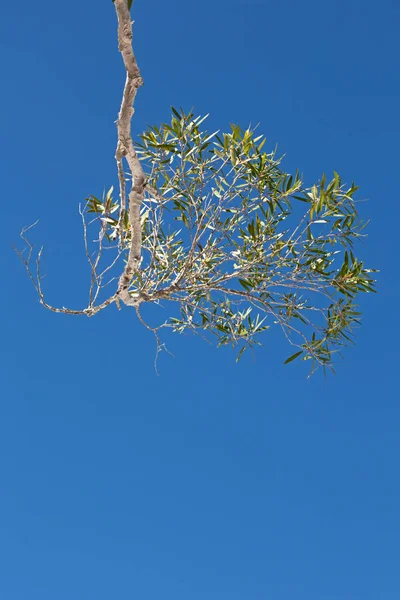 Australischen Outback Baum Und Blatt Klaren Himmel — Stockfoto