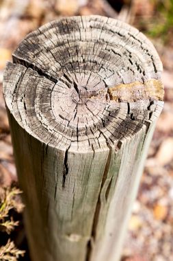 yüzey ağaç arka plan tahıl gibi soyut doku