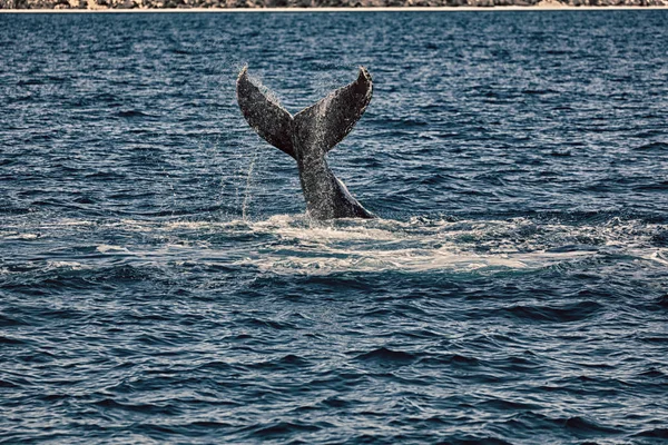 Australia Una Ballena Libre Océano Como Concepto Libertad —  Fotos de Stock