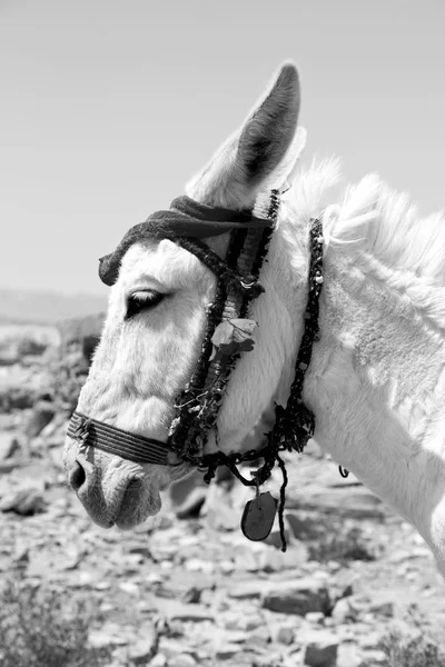 페트라에 당나귀 골동품 관광에 대기는 요르단 — 스톡 사진