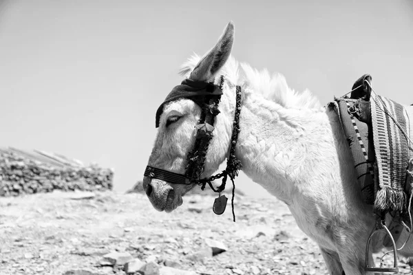 在佩特拉约旦一头驴等待古董山附近旅游 — 图库照片