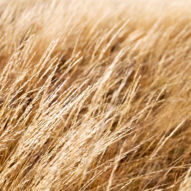 Sonbahar konsepti gibi sarı bir çimenin soyut dokusu