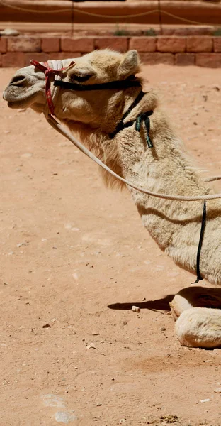 ペトラ ヨルダン観光ツアーの準備ができてのラクダの頭 — ストック写真