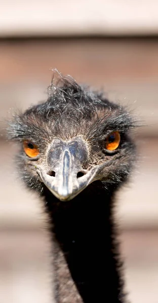 I parken i Australien gratis emu fågeln — Stockfoto