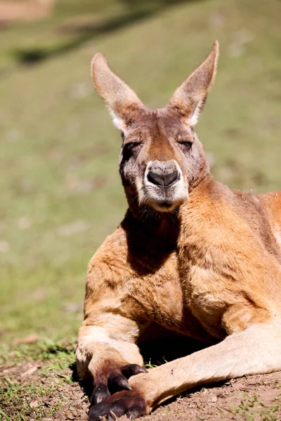 Natuarl park yakın çekim bush yakınındaki kanguru — Stok fotoğraf