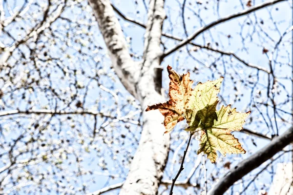 Parque Las Hojas Del Otoño Como Concepto Fondo Naturaleza —  Fotos de Stock