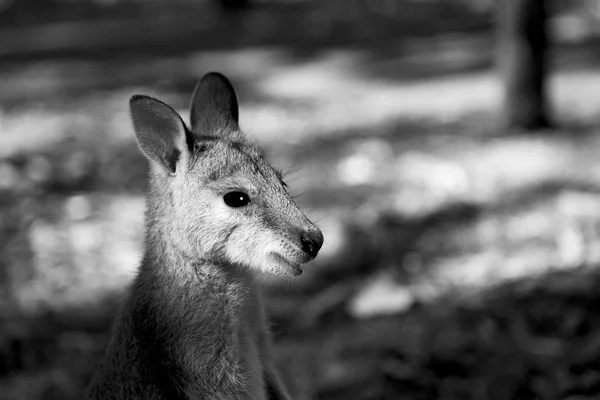 Australia Parque Natural Cerca Del Canguro Cerca Arbusto —  Fotos de Stock