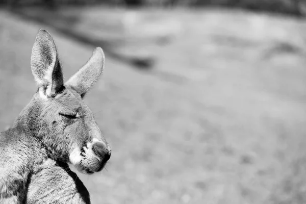 Avustralya Natuarl Park Yakın Çekim Bush Yakınındaki Kanguru — Stok fotoğraf