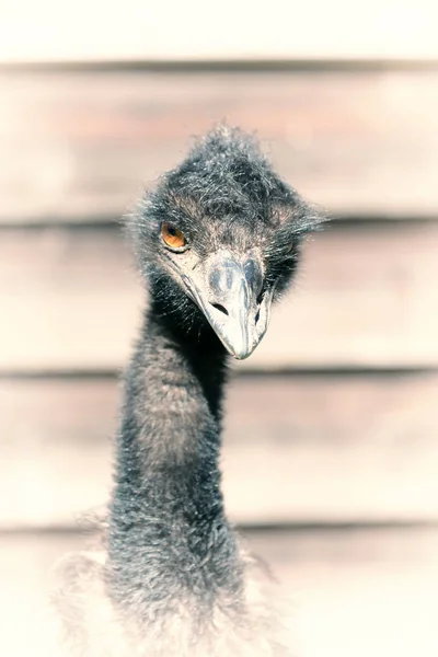 Park Australia Free Emu Bird Background — Stock Photo, Image