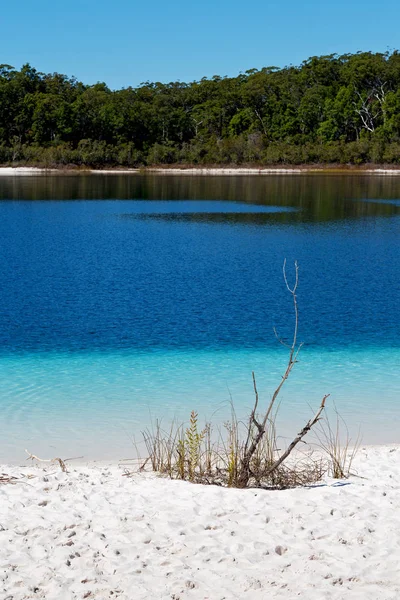 Australia Lake Mckenzie Tourism Tree Relax Paradise — Stock Photo, Image