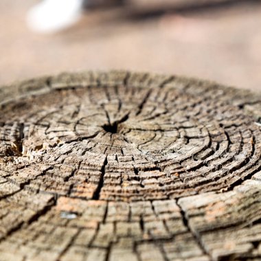 yüzey ağaç arka plan tahıl gibi soyut doku