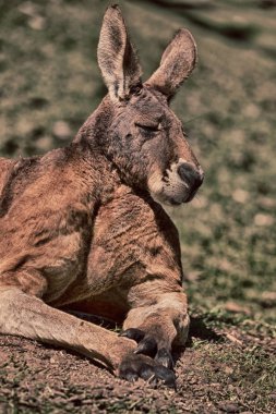 Avustralya Milli Parkı içinde kanguru görünümünü kapat