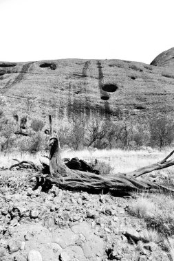 Avustralya vahşi çevre outback peyzaj kavramı