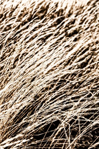 The abstract texture of a yellow grass — Stock Photo, Image