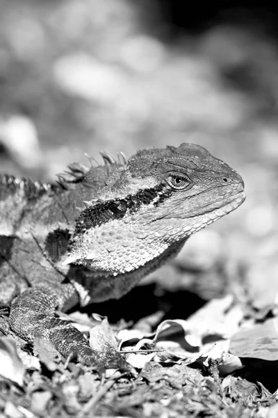 O lagarto livre no fundo arbusto natureza — Fotografia de Stock