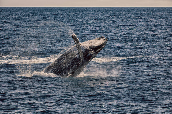 In australia a free whale in the ocean like concept of freedom