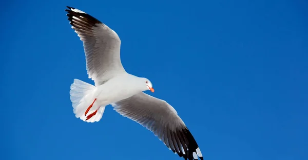 En vit Gratis fiskmås flyger i den klara himlen — Stockfoto