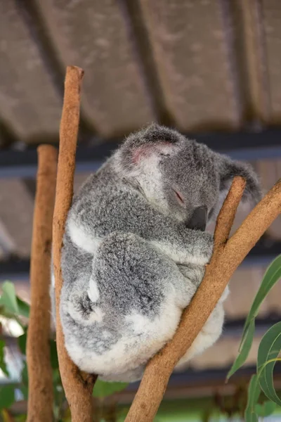 Australien Das Typische Freilebende Tier Der Koala — Stockfoto