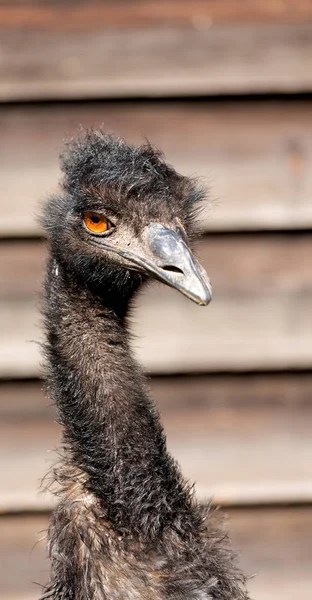 Parque Austrália Pássaro Emu Livre Fundo — Fotografia de Stock