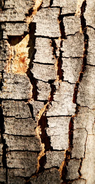 Αφηρημένη Υφή Επιφάνειας Δέντρου Όπως Κόκκους Φόντο — Φωτογραφία Αρχείου