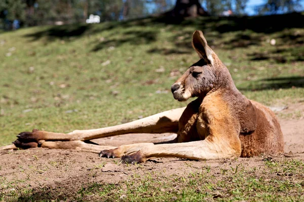 Nahaufnahme Von Känguru Nationalpark Australien — Stockfoto