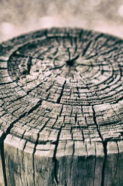 yüzey ağaç arka plan gibi soyut doku 