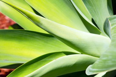 doku ve yaprak gibi soyut bir yakın çekim  