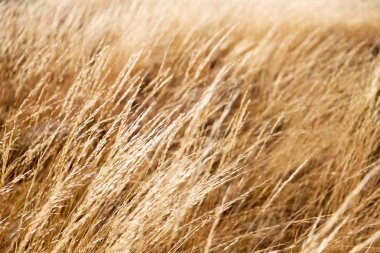 sarı bir ot Soyut doku 